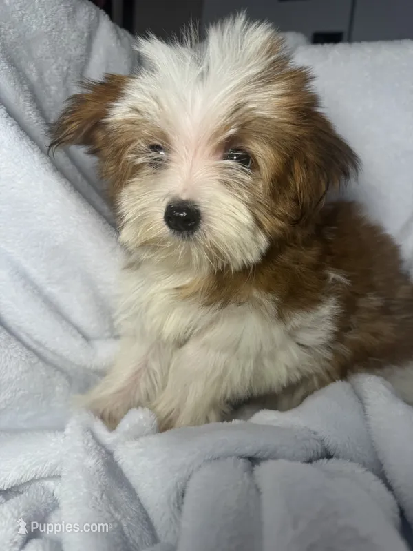 Milky Way AKC – Yorkshire Terrier puppy for sale in Joplin, MO