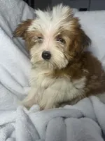 Milky Way AKC, a female Yorkshire Terrier for sale in Joplin, MO – 1 of 7