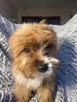 Doc - AKC *Rare Color*, a male Yorkshire Terrier for sale in Joplin, MO – Photo 1 of 5