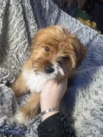 Doc - AKC *Rare Color*, a male Yorkshire Terrier for sale in Joplin, MO – Photo 2 of 5