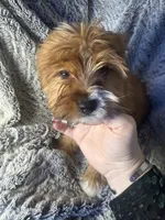 Doc - AKC *Rare Color*, a male Yorkshire Terrier for sale in Joplin, MO – Photo 5 of 5