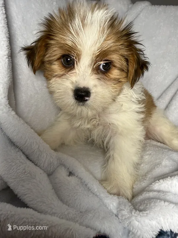 Harry- AKC ready now! – Yorkshire Terrier puppy for sale in Joplin, MO