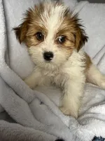 Harry- AKC ready now!, a male Yorkshire Terrier for sale in Joplin, MO – 1 of 3