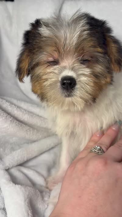 Tic Tac- AKC, a female Yorkshire Terrier for sale in Joplin, MO – 5 of 5
