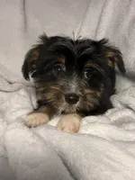 Marshmallow- AKC Yorkie, a female Yorkshire Terrier for sale in Joplin, MO – 1 of 4