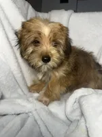 Snicker- AKC, a male Yorkshire Terrier for sale in Joplin, MO – 2 of 5