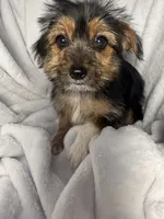 Twix- AKC, a female Yorkshire Terrier for sale in Joplin, MO – 2 of 5