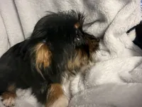 Marshmallow- AKC Yorkie, a female Yorkshire Terrier for sale in Joplin, MO – 3 of 4