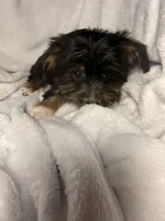 Marshmallow- AKC Yorkie, a female Yorkshire Terrier for sale in Joplin, MO – 2 of 4