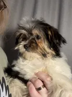 Darla-AKC , a female Yorkshire Terrier for sale in Joplin, MO – 2 of 3