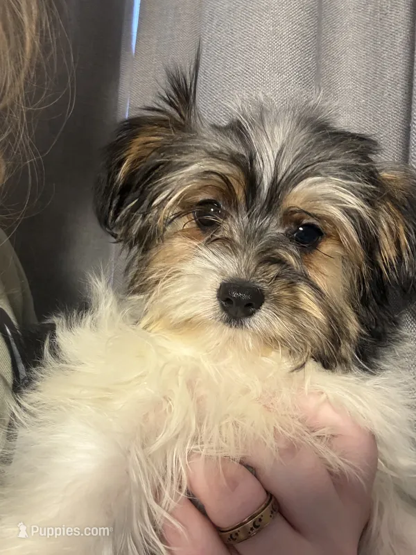 Darla-AKC , a female Yorkshire Terrier for sale in Joplin, MO – 1 of 3