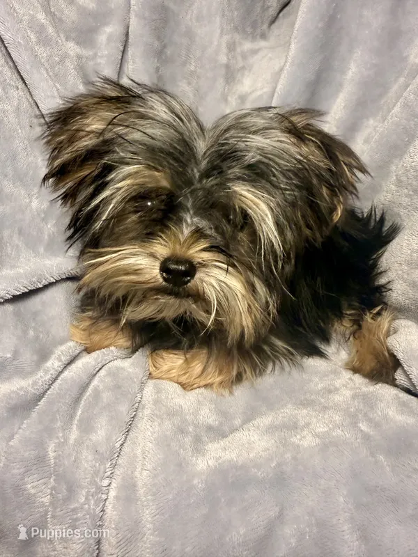 Cupcake- AKC – Yorkshire Terrier puppy for sale in Joplin, MO