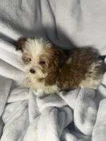 Milky Way AKC, a female Yorkshire Terrier for sale in Joplin, MO – 4 of 7