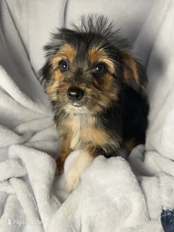 Twix- AKC – Yorkshire Terrier puppy for sale in Joplin, MO