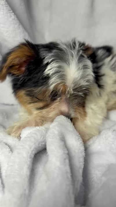 Jellybean- AKC Yorkie, a female Yorkshire Terrier for sale in Joplin, MO – 5 of 5