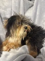 Mr. Kisses-Akc , a male Yorkshire Terrier for sale in Joplin, MO – 4 of 5