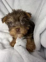 Nestle- AKC Chocolate Yorkie , a female Yorkshire Terrier for sale in Joplin, MO – 2 of 4