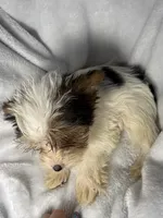 Diggy- AKC ready now!, a male Yorkshire Terrier for sale in Joplin, MO – 3 of 3