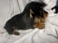 Tootsie Roll- AKC Yorkie, a female Yorkshire Terrier for sale in Joplin, MO – 2 of 4