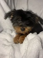 Tootsie Roll- AKC Yorkie, a female Yorkshire Terrier for sale in Joplin, MO – 4 of 4