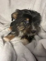 Marshmallow- AKC Yorkie, a female Yorkshire Terrier for sale in Joplin, MO – 4 of 4