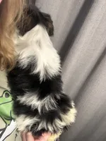 Darla-AKC , a female Yorkshire Terrier for sale in Joplin, MO – 3 of 3