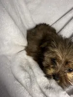 Jax- AKC ready now!, a male Yorkshire Terrier for sale in Joplin, MO – 3 of 4