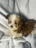 Milky Way AKC, a female Yorkshire Terrier for sale in Joplin, MO – 6 of 7