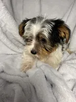 Jellybean- AKC Yorkie, a female Yorkshire Terrier for sale in Joplin, MO – 2 of 5