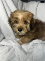 Snicker- AKC, a male Yorkshire Terrier for sale in Joplin, MO – 3 of 5
