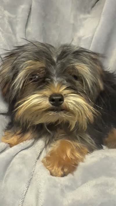 Cupcake- AKC, a female Yorkshire Terrier for sale in Joplin, MO – 4 of 4