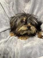 Cupcake- AKC, a female Yorkshire Terrier for sale in Joplin, MO – 2 of 4