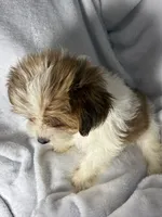 Harry- AKC ready now!, a male Yorkshire Terrier for sale in Joplin, MO – 2 of 3