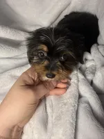 Coconut- AKC Yorkie, a female Yorkshire Terrier for sale in Joplin, MO – 3 of 4