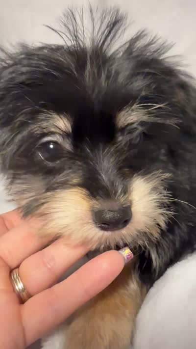 Mr. Frederickson- AKC Yorkie, a male Yorkshire Terrier for sale in Joplin, MO – 4 of 4