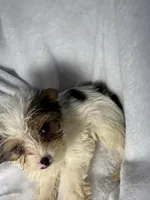 Diggy- AKC ready now!, a male Yorkshire Terrier for sale in Joplin, MO – 2 of 3