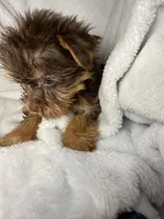 Nestle- AKC Chocolate Yorkie , a female Yorkshire Terrier for sale in Joplin, MO – 3 of 4