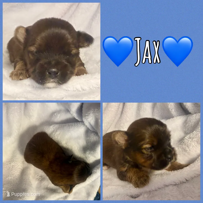 Jax – Yorkshire Terrier puppy for sale in Joplin, MO