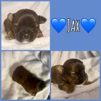Jax, a male Yorkshire Terrier for sale in Joplin, MO – 1 of 1
