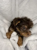 Nestle- AKC Chocolate Yorkie , a female Yorkshire Terrier for sale in Joplin, MO – 4 of 4