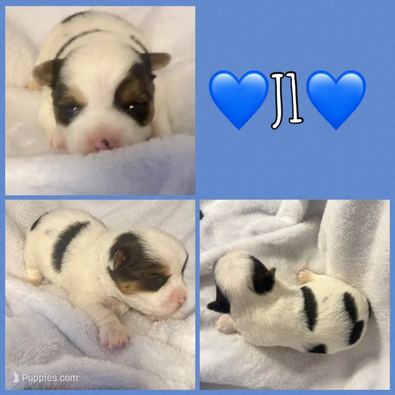 J1 – Yorkshire Terrier puppy for sale in Joplin, MO