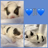 J1, a male Yorkshire Terrier for sale in Joplin, MO – 1 of 1
