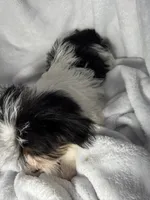Peanut- AKC Yorkie, a male Yorkshire Terrier for sale in Joplin, MO – 2 of 4