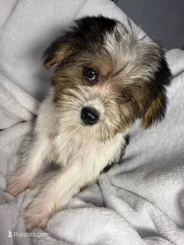 Tic Tac- AKC – Yorkshire Terrier puppy for sale in Joplin, MO