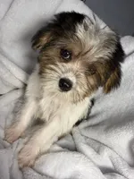 Tic Tac- AKC, a female Yorkshire Terrier for sale in Joplin, MO – 1 of 5