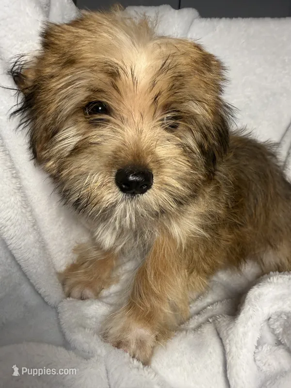 Snicker- AKC – Yorkshire Terrier puppy for sale in Joplin, MO