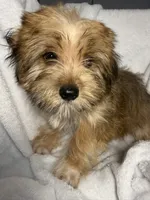 Snicker- AKC, a male Yorkshire Terrier for sale in Joplin, MO – 1 of 5