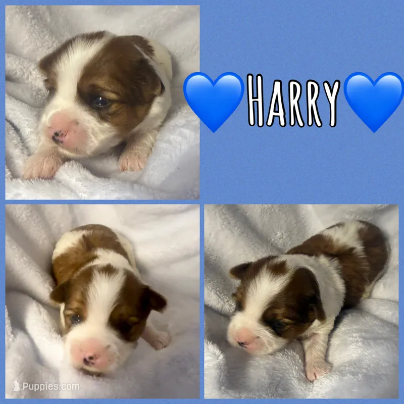 Harry – Yorkshire Terrier puppy for sale in Joplin, MO