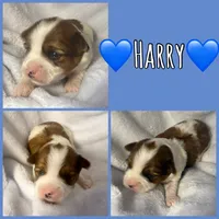 Harry, a male Yorkshire Terrier for sale in Joplin, MO – 1 of 1