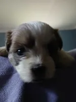 Buck, a male Shihpoo for sale in Bethlehem, NH – 8 of 10